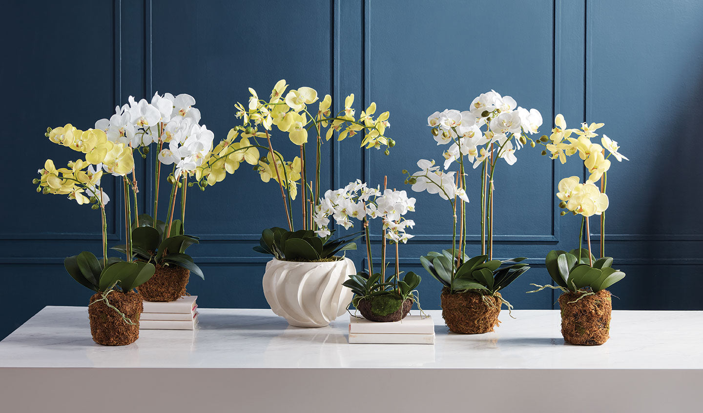 orchids Napa Home & Garden