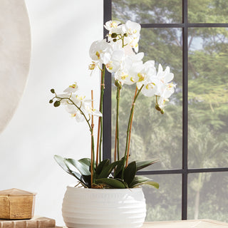 PHALAENOPSIS ORCHID BOWL DROP-IN 25" + EMBERLYN CACHEPOT
