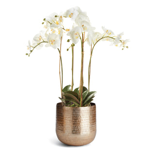 PHALAENOPSIS ORCHID BOWL DROP-IN 25" + EMBERLYN CACHEPOT