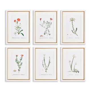 FLOWER STUDIES IN SHADES OF BLUSH, SET OF 6