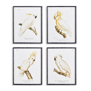 PARROT STUDY IN WHITE, SET OF 4