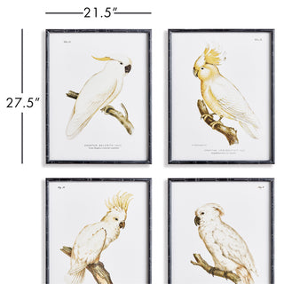 PARROT STUDY IN WHITE, SET OF 4