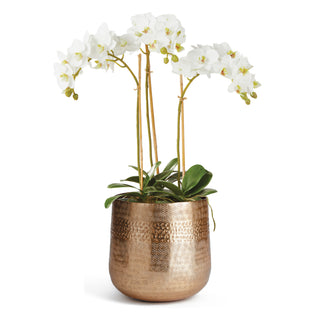 PHALAENOPSIS ORCHID MINI DROP-IN 16" + EMBERLYN CACHEPOT