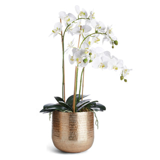 PHALAENOPSIS ORCHID DROP-IN 30" + EMBERLYN CACHEPOT