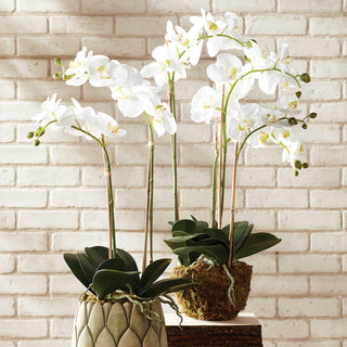 PHALAENOPSIS ORCHID DROP-IN 30" + EMBERLYN CACHEPOT