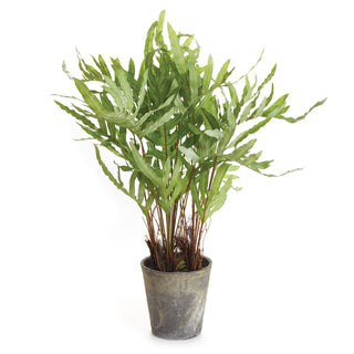 HARE'S FOOT FERN POTTED 36"
